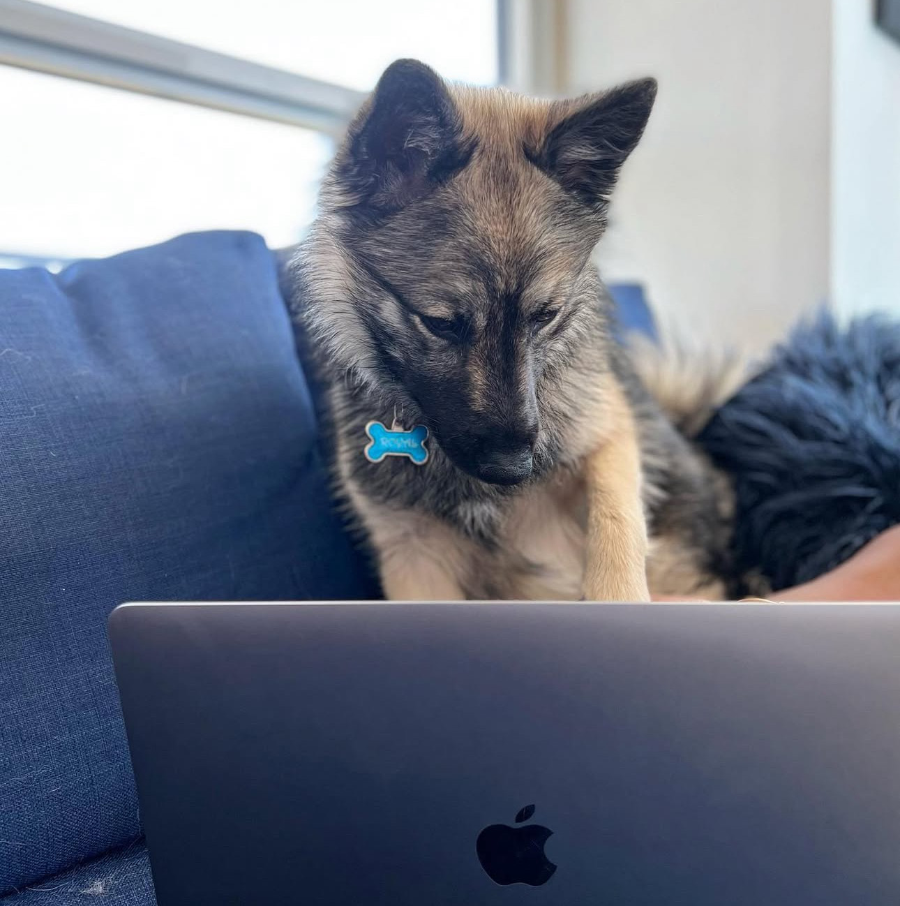 Royal, the spirited Pomsky mascot of Royal Fusion Foundation, working on a laptop