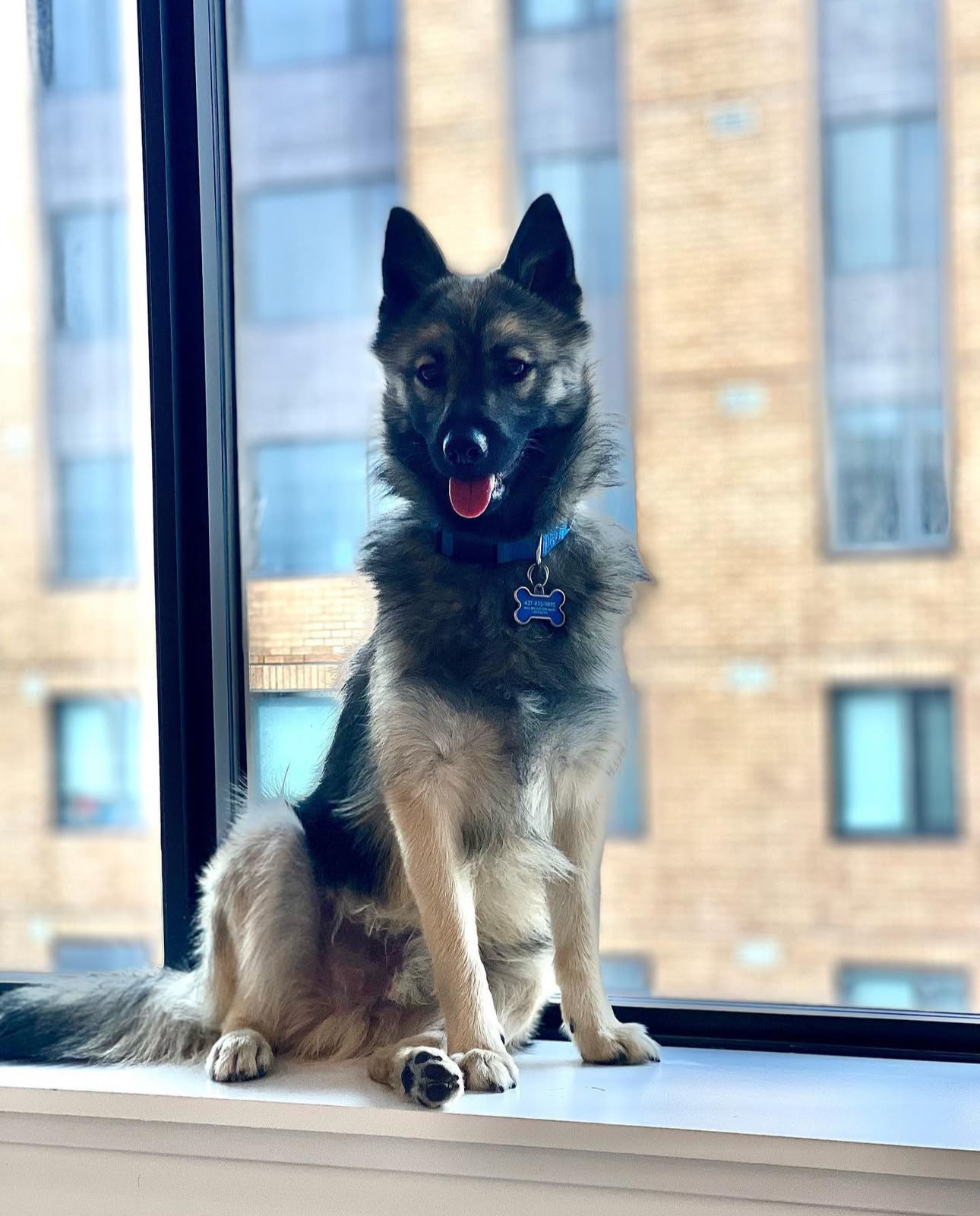 Royal, the foundation's mascot, sitting by a window overlooking the city